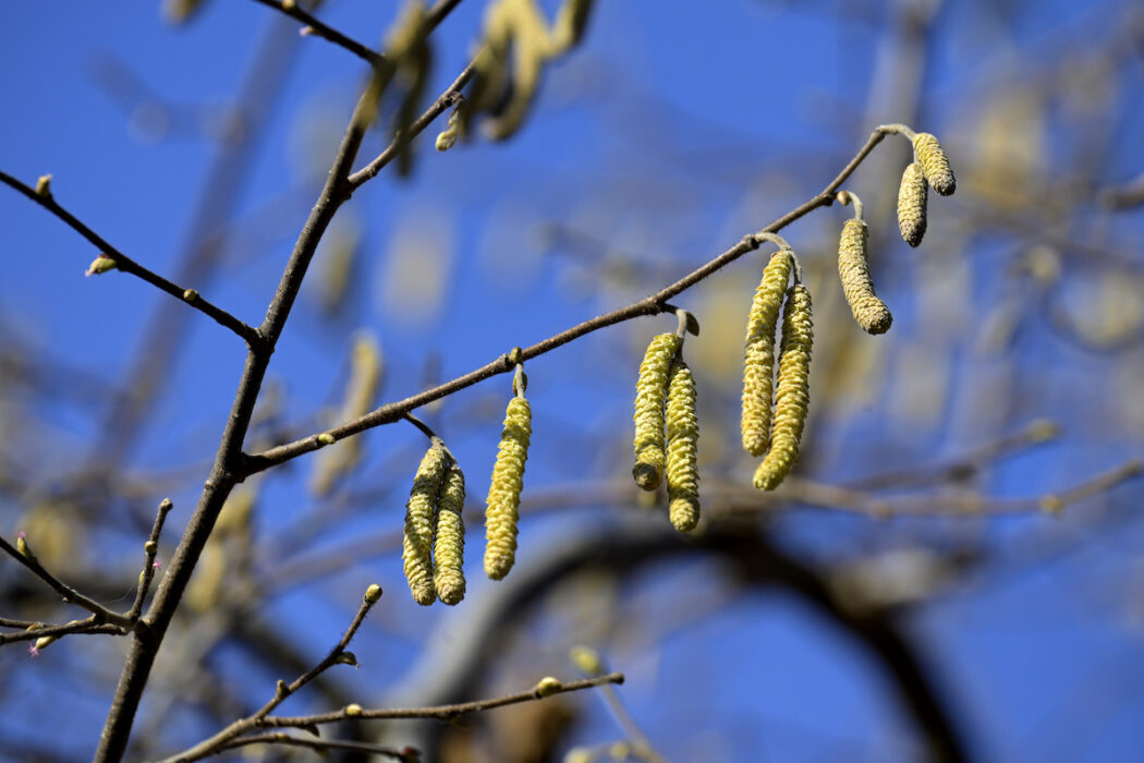 Trots att björken inte blommar i Sverige än kan allergiker känna av den.