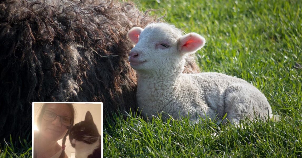 De flesta lamm får inte ens leva i sex månader.