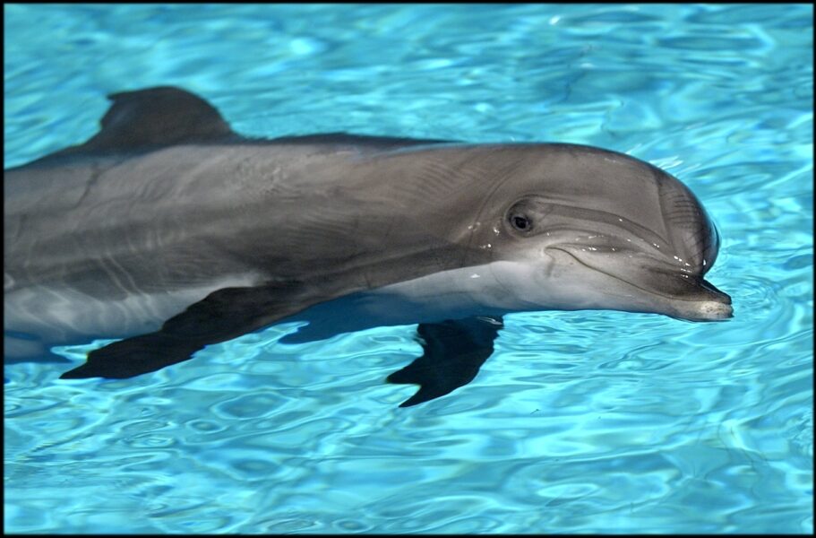 Arkivbild på en av delfinerna på Kolmården, ej namngiven.