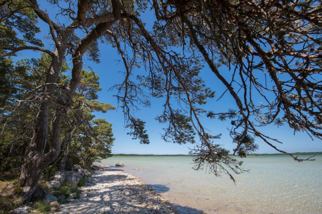 Omgivningarna vid sjön Bästeträsk präglas av unik natur.