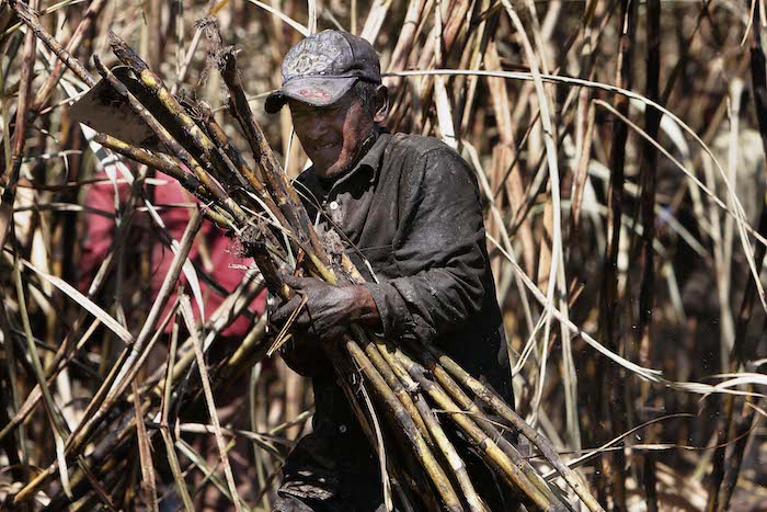 Risken för att sockerrörsarbetare i bland annat El Salvador dör i akut njursjukdom skulle minska om arbetsdagen kortades, visar ny forskning.