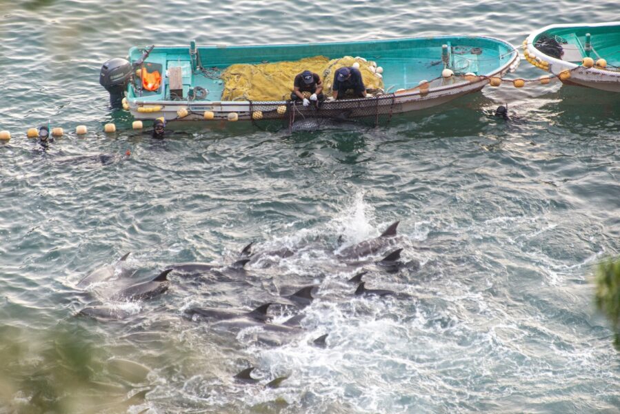 Delfinjakten I Taiga I Japan dödar varje år hundratals delfiner.