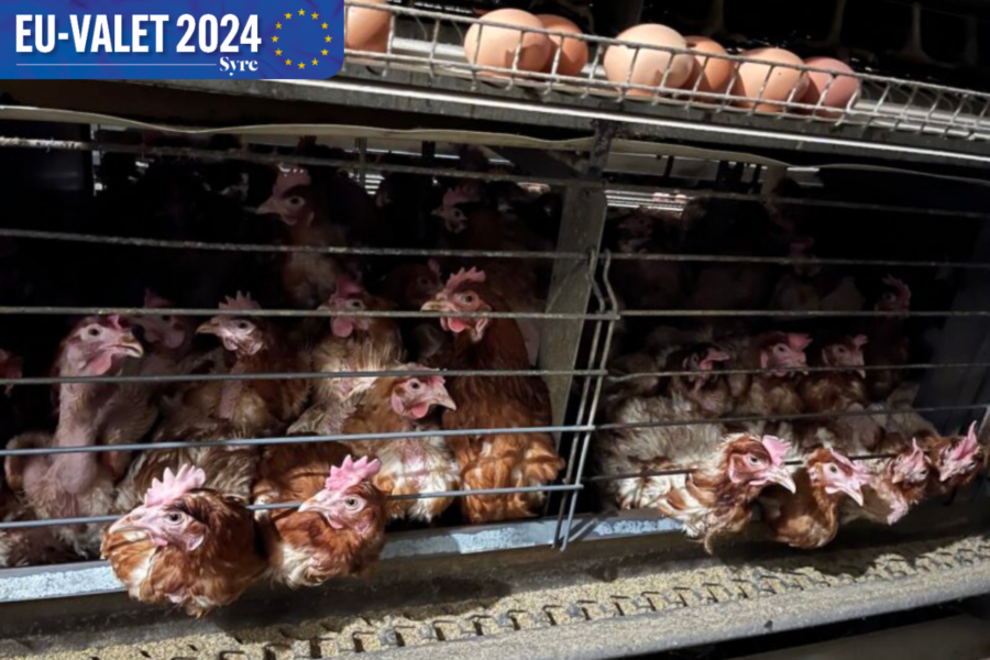 I höstas avslöjade djurrättsaktivister som arbetat undercover på Europas största äggfarm hur sjuka, skadade och döda hönor trängdes i burarna.
