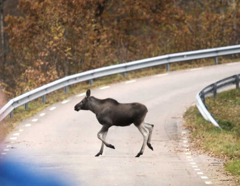 Förra året inträffade drygt 64 792 viltolyckor på Sveriges vägar, uppger Riksförbundet M Sverige.