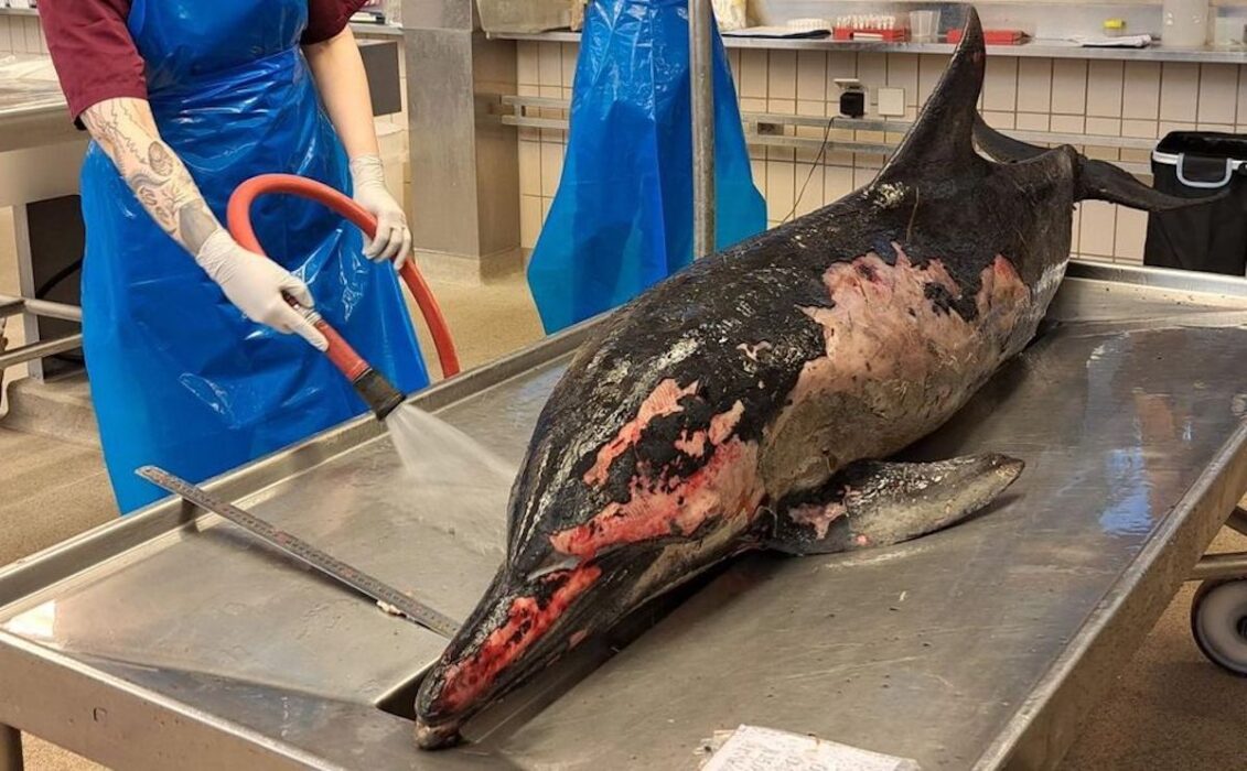 Sadeldelfinens dödsorsak är okänd men prover kommer att skickas för att se om den dog av någon sjukdom.