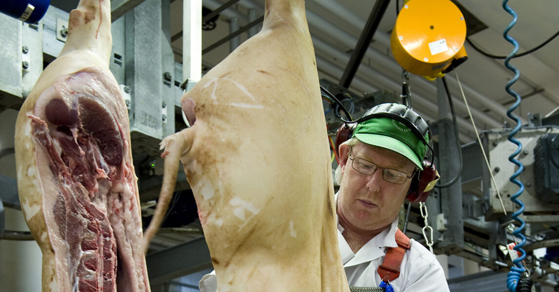 En gris styckas på ett slakteri i Kristianstad.
