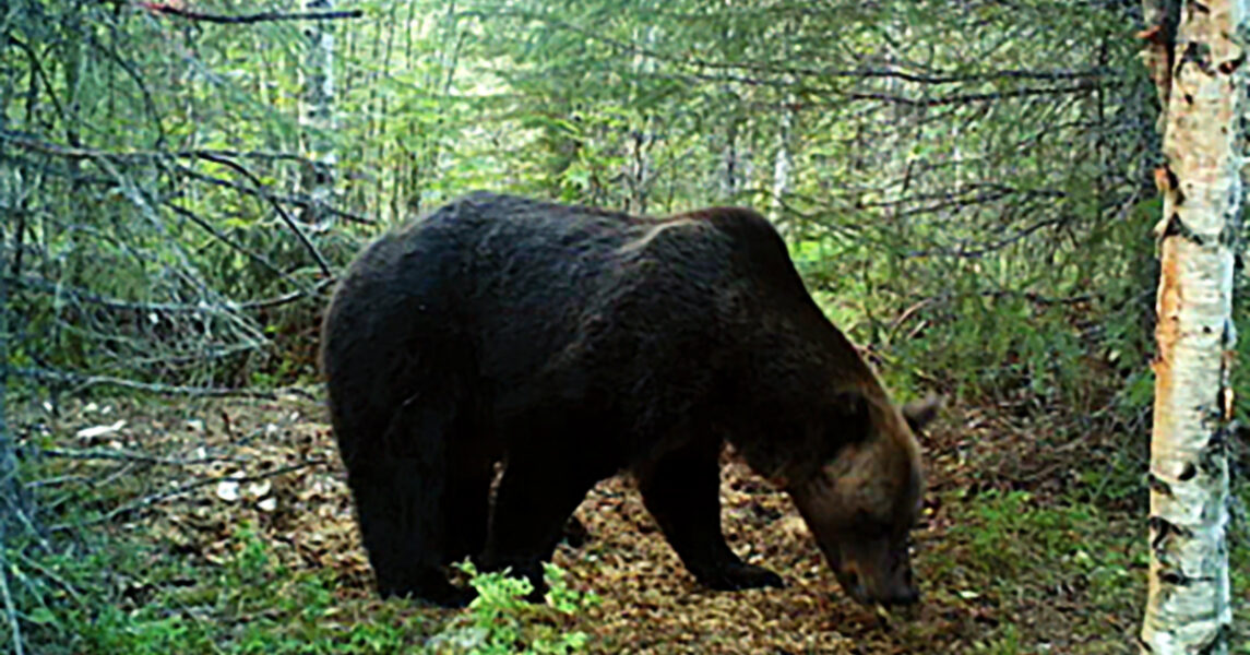 En björn, fotograferad med en viltkamera som polisen har tagit i beslag på grund av misstanke om jaktbrott.