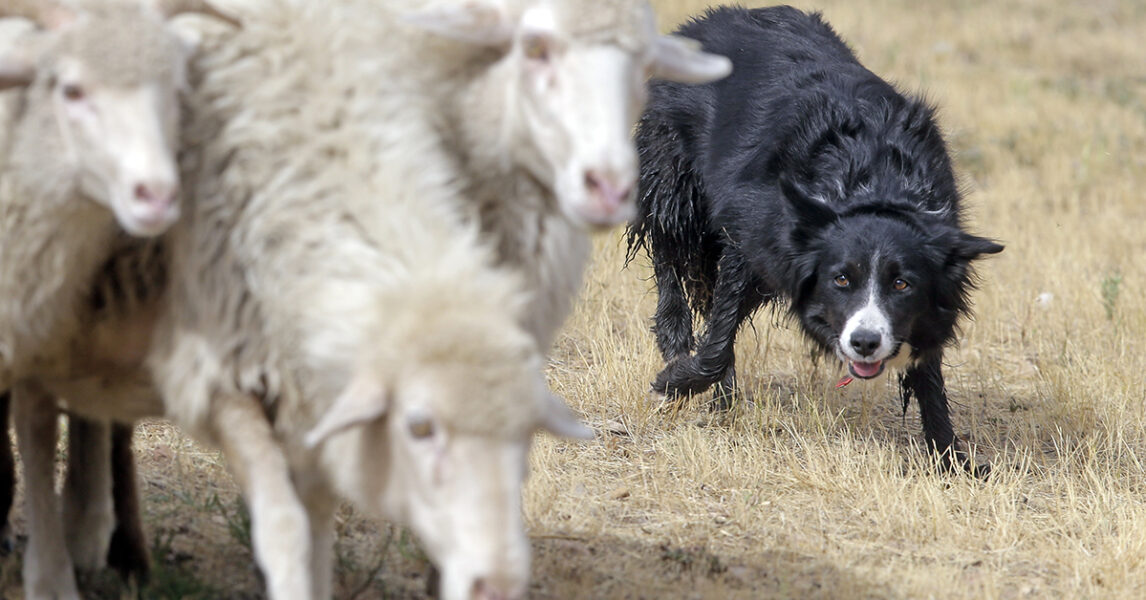 En hund som vallar fåren är ett effektivt skydd mot vargar och andra rovdjur.
