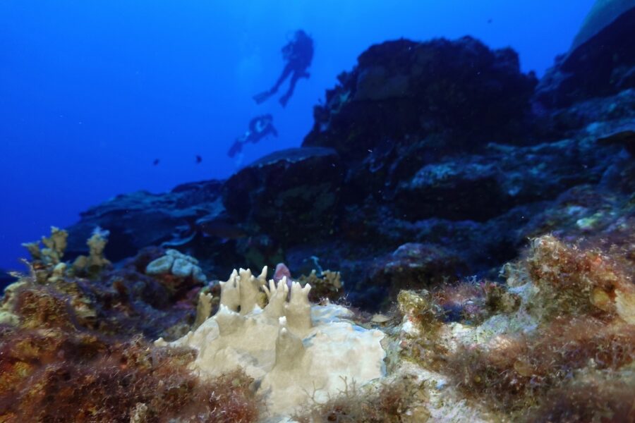 Korallblekning synlig utanför Texas kust i Mexikanska golfen.
