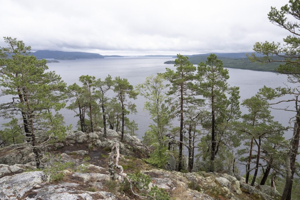 Det statliga stödet ska gå till miljöorganisationer som bidrar till att uppfylla miljömålen.