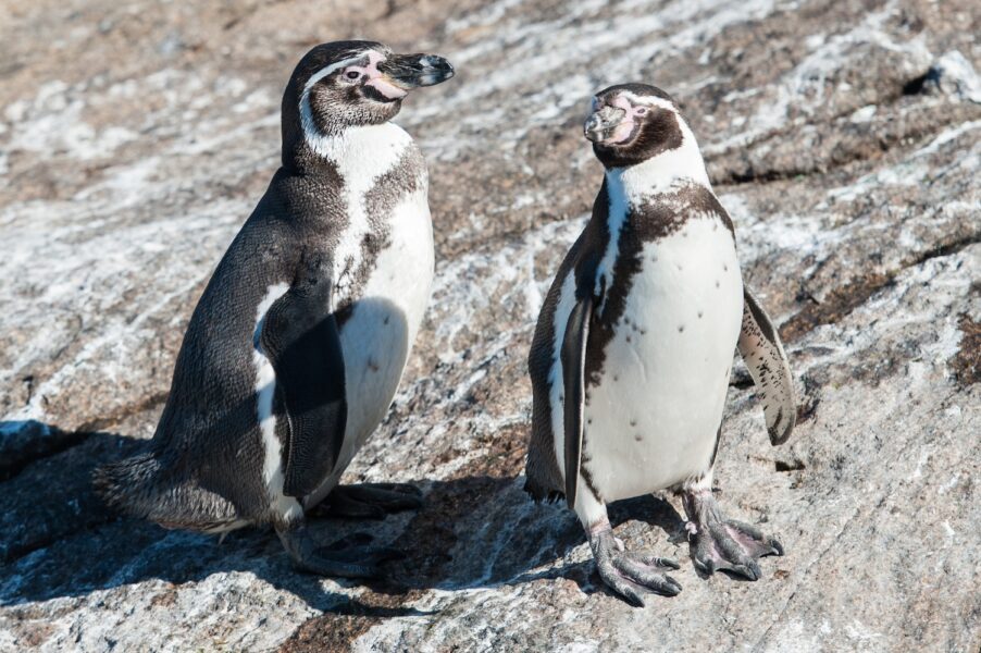 Flygande pingviner blev ett lyckat aprilskämt från BBC för några år sedan.