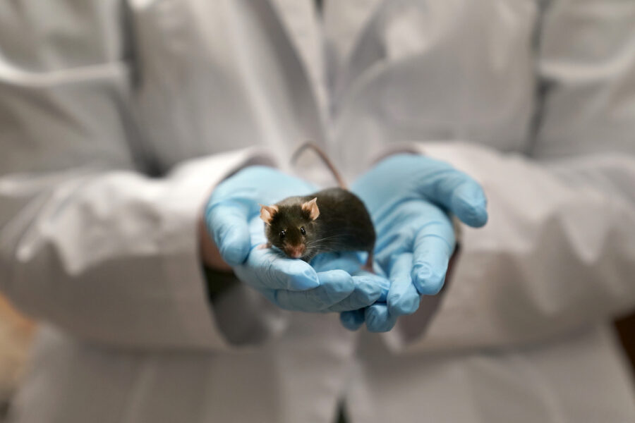 3R-centret har bland annat skapat direktiv för en djurvänligare hantering av möss.