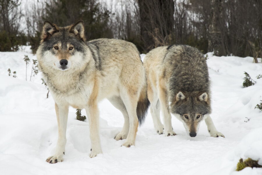 Naturvårdsverket utreder hur många vargar som ska få finnas i Sverige.