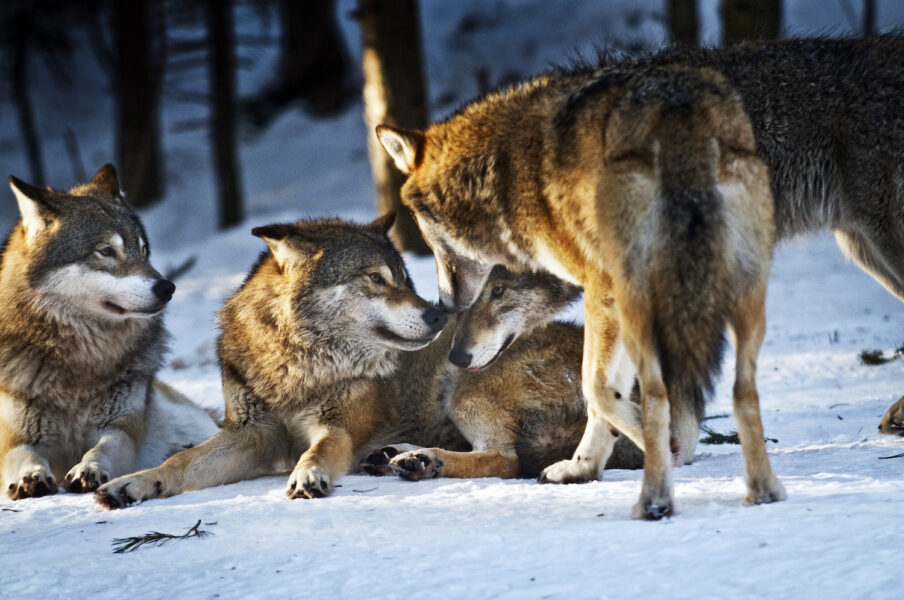 En del tycker att det finns för många vargar i Sverige, andra att de är för få.
