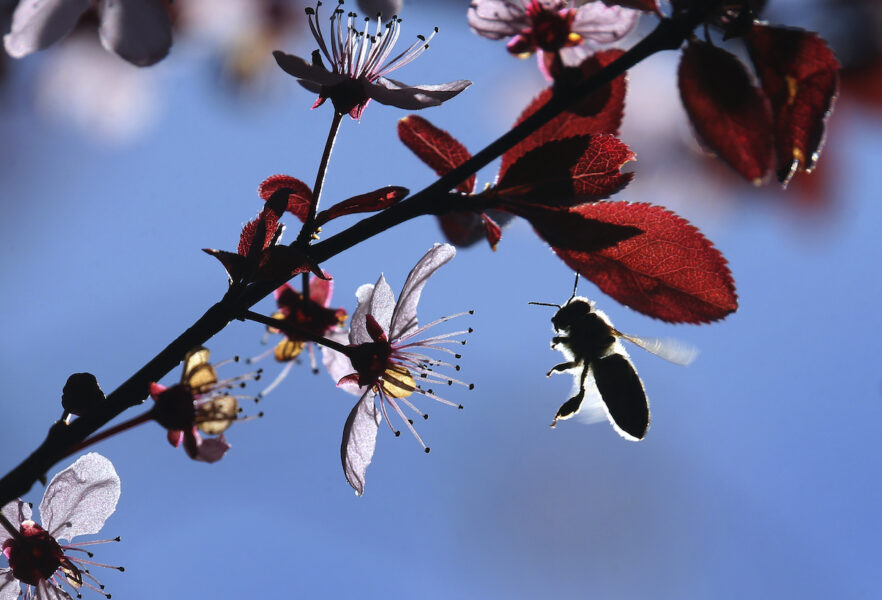 Ett bi flyger i solskenet mellan blommorna på ett blodplommonträd i Marktoberdorf, Tyskland.