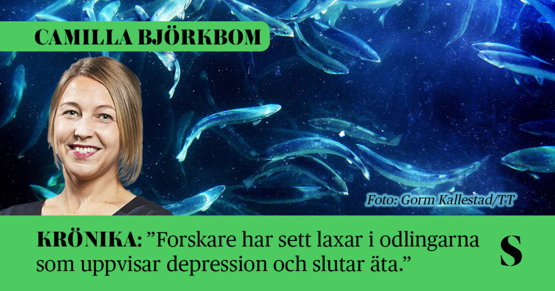 I förgrunden: Ett porträtt av skribenten. I bakgrunden: Laxar som simmar i en bur.