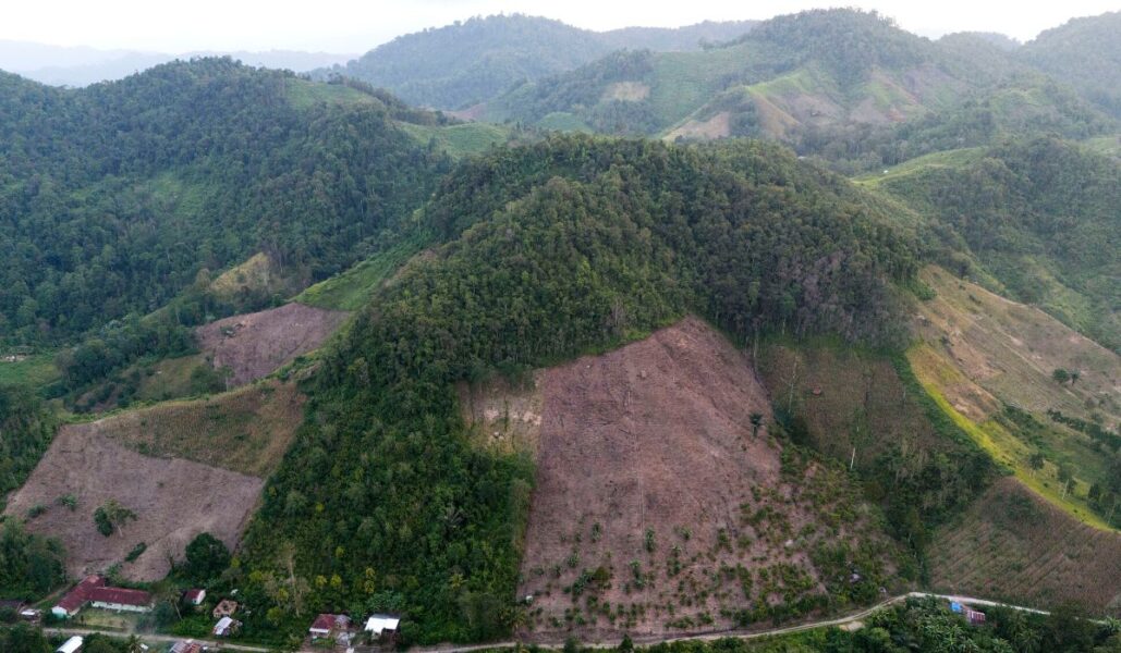Skog som avverkats i Indonesien för att göra plats till palmoljeplantage.