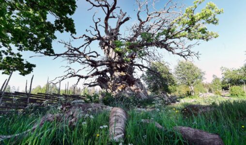 Bild på tusenårig ek