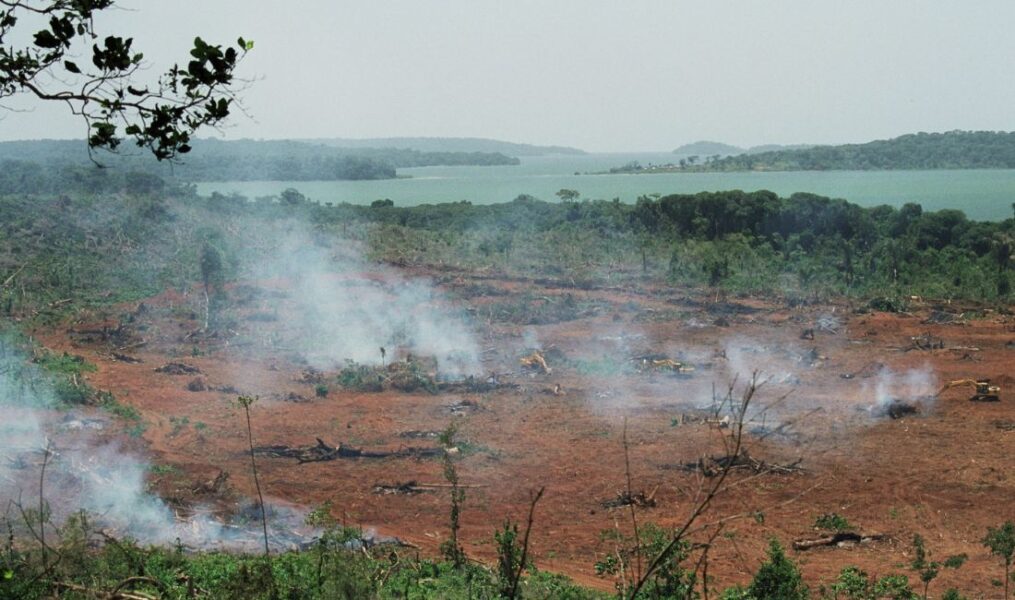 Bild på skog som skövlats för att ge plats åt ett palmoljeplantage i Uganda