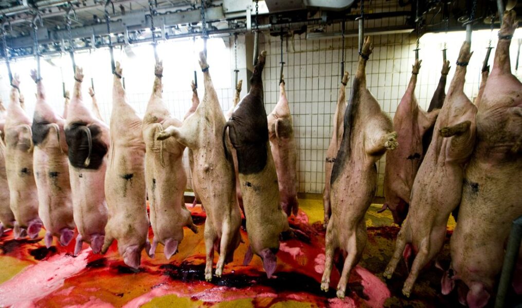 I samband med slakt vaknade flera grisar på ett slakteri i Dalarna, bilden är från ett annat slakteri.