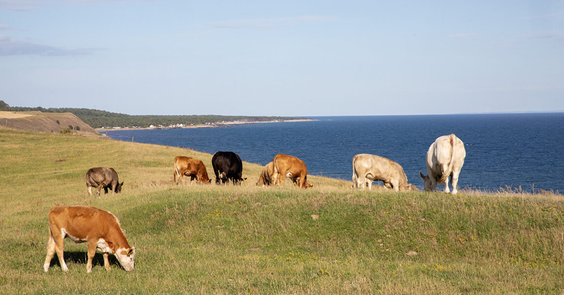 Sverige är det enda landet i EU där det finns ett krav på mjölkbönder att låta korna vara ute på grönbete på sommaren.