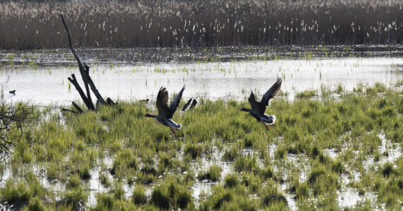 Änder landar på en tuvig strand. På andra sidan vattnet växer vass.