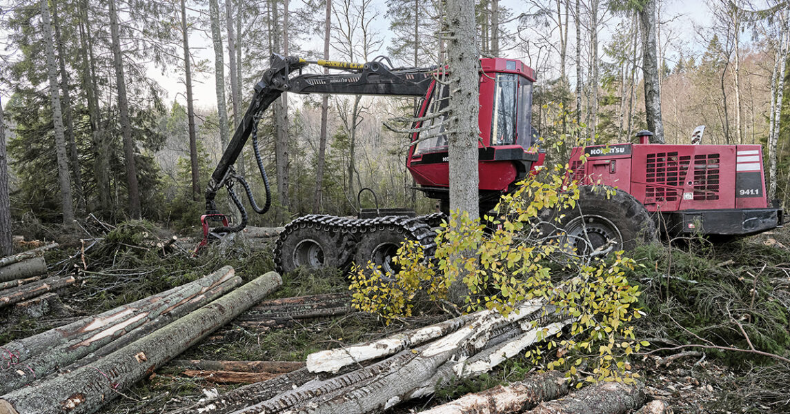 En skogsbruksmaskin och nedhuggna träd i en barrskog på hösten.