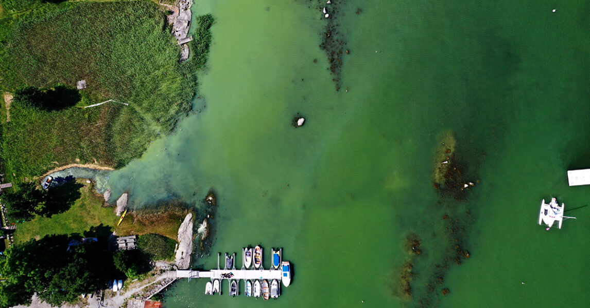 Flygfoto av en bit Östersjökust där havet är grönt av alger.