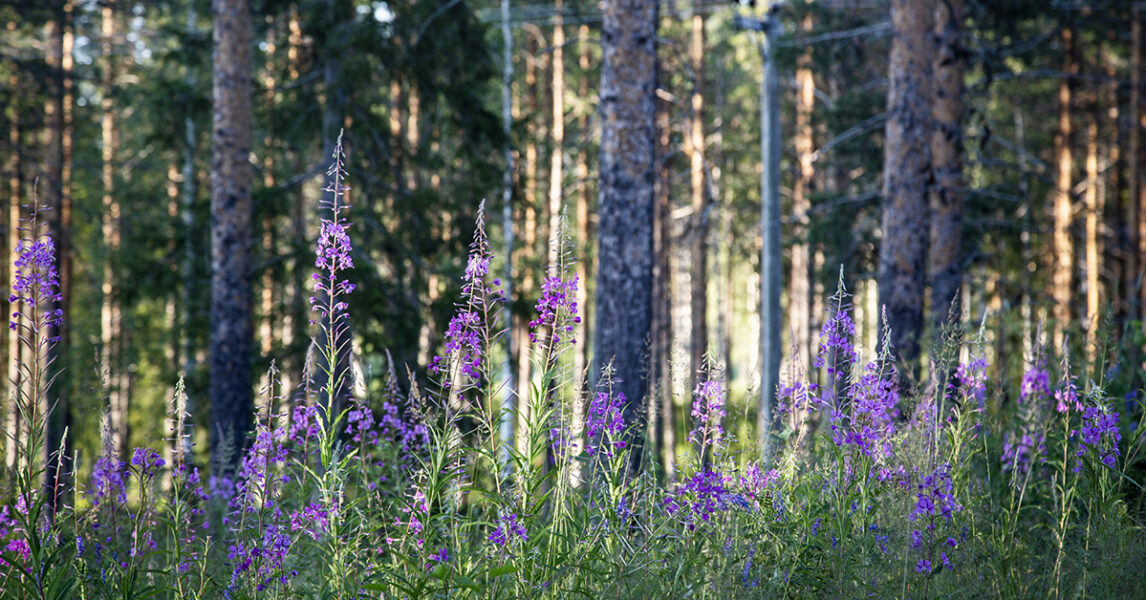 Mjölkört (en sorts rödlila blommor) framför en skog med tallar och granar. Solen lyser på trädstammarna.