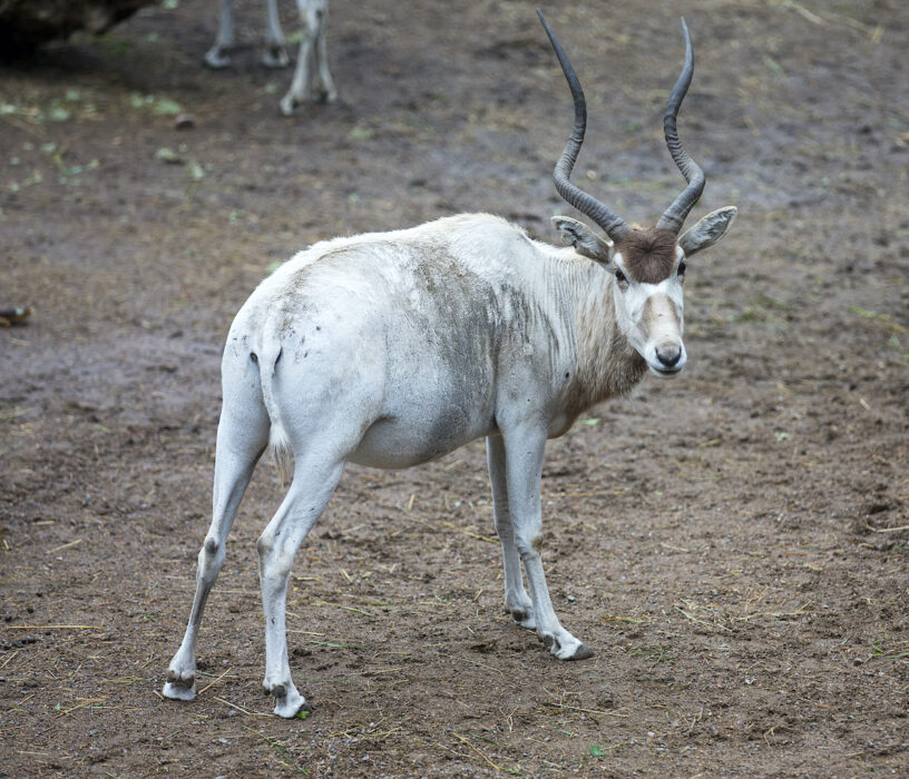 Addaxantilop på Kolmårdens djurpark