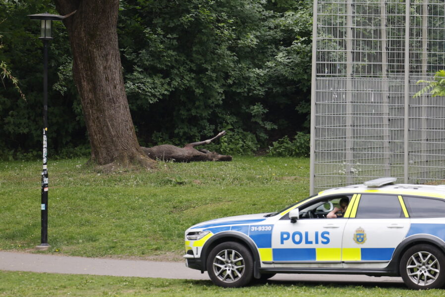 älg skjuten bakom polisbil i park