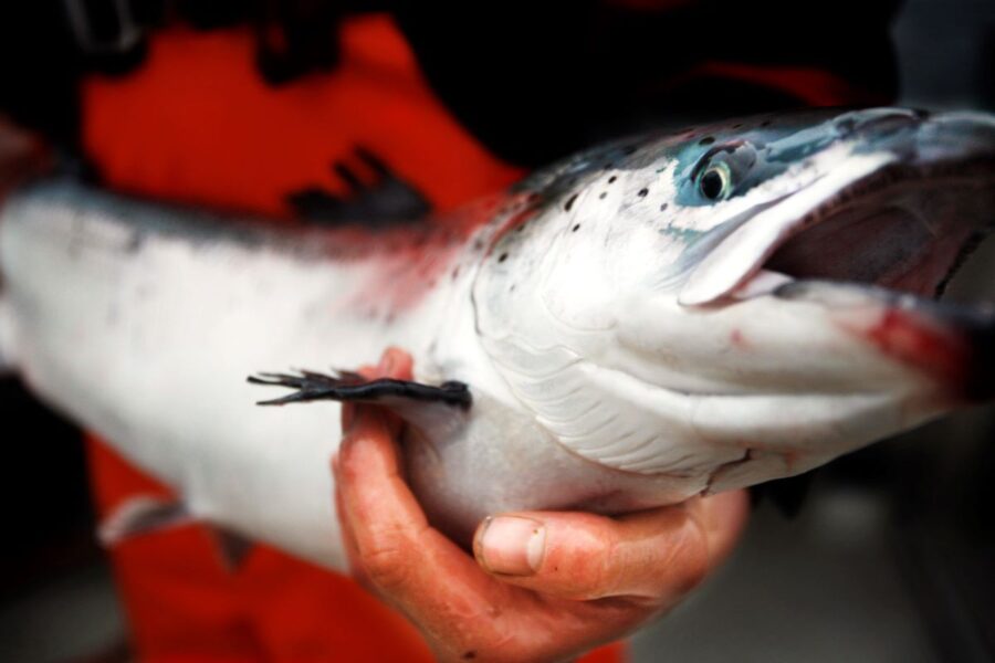 Sverige har stoppat laxfiske i Bottenhavet medan Finland fortsätter i "vetenskapligt syfte".