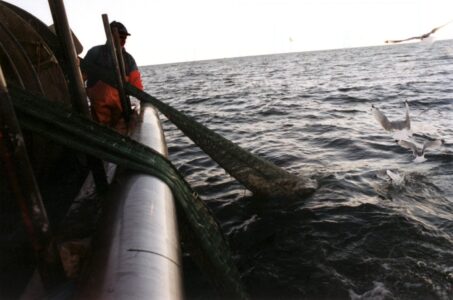 Svensk trålare på västkusten. Drar upp trålen, nät. Cirkulerande måsar. Öppet hav.