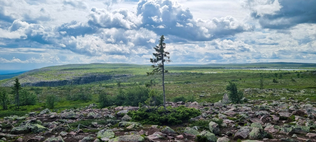 Vy över Fulufjället med Old Tjikko i mitten.