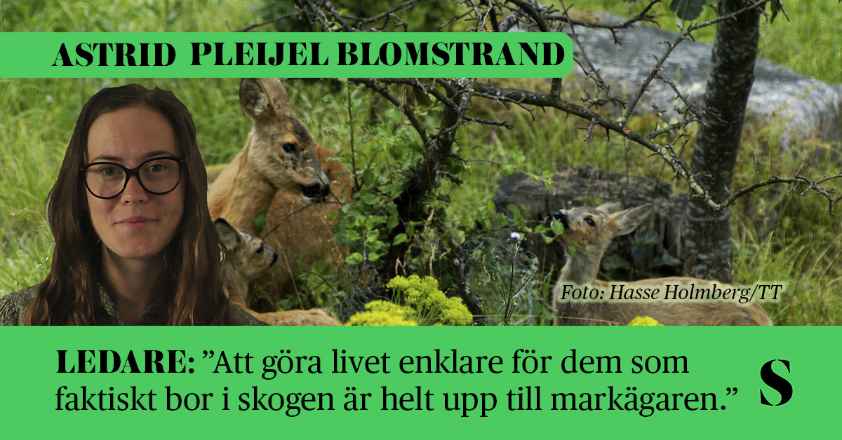 Tre rådjur äter äppelskott från en vildapel.