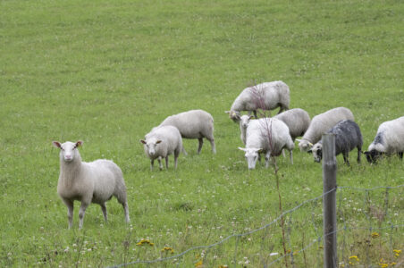 Får i hage