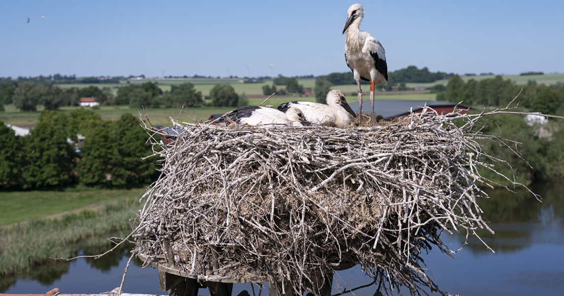 En vuxen stork och två storkungar i ett bo på ett tak i ett skånskt jordbrukslandskap.