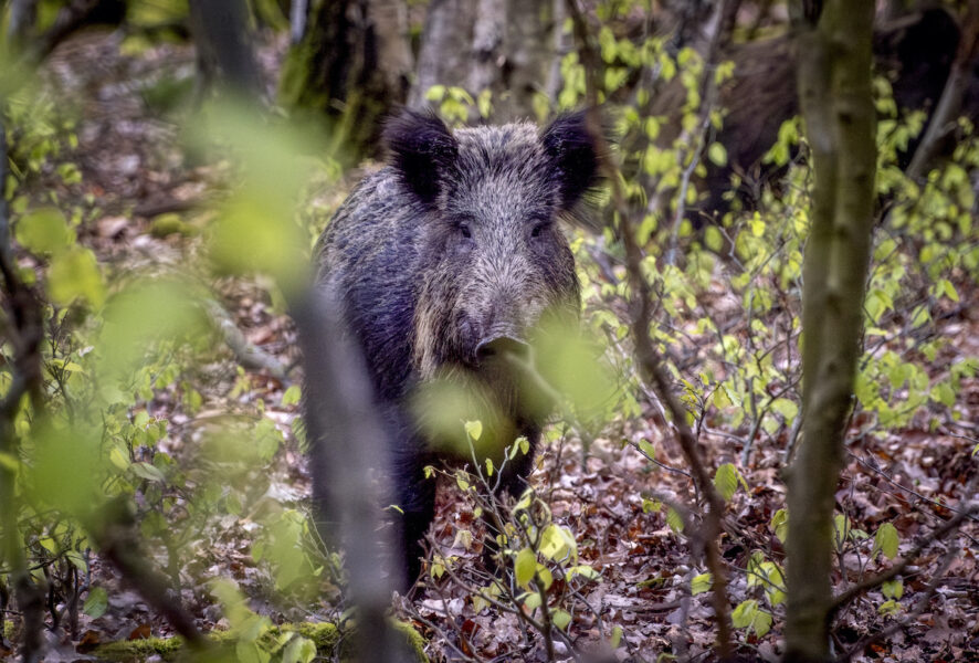 ett vildsvin i en skog