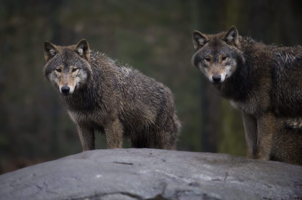 Naturvårdsverket Möjligt Att Minska Vargstammen Syre 7271