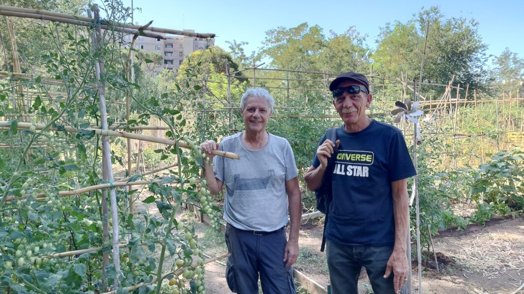 Paolo Martignoni och Andrea Amadio framför sina tomatplantor.