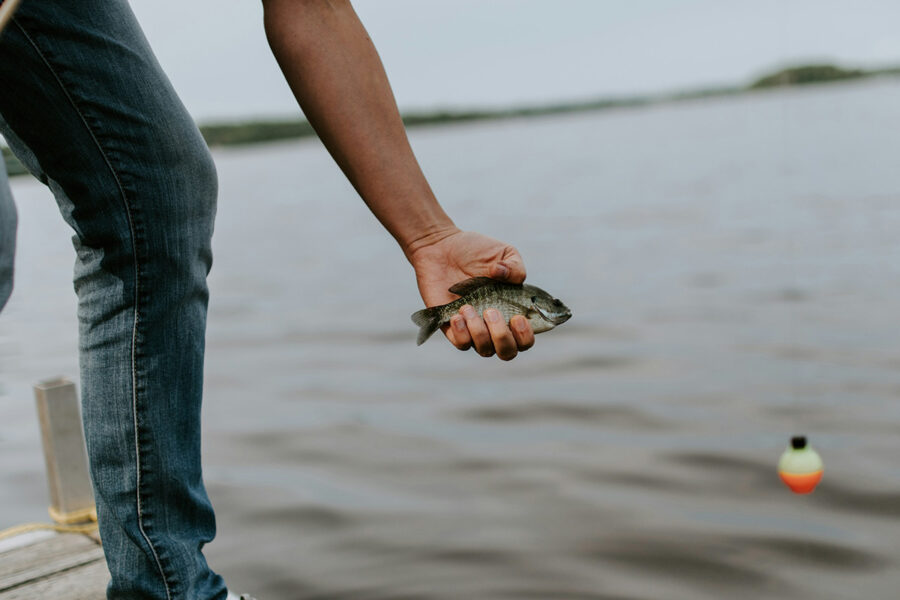 En hand håller i en liten fisk ovanför vattnet.