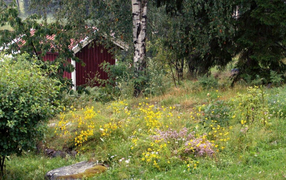 En blomsteräng med en röd stuga i bakgrunden.