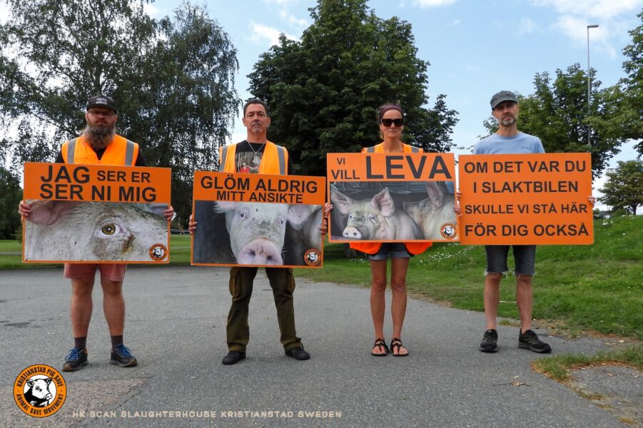 Demonstration mot slakt med skyltar på grisar.