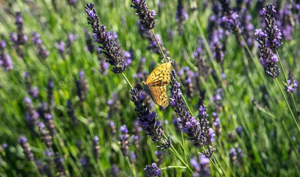 Pärlemorfjäril på lavendel.