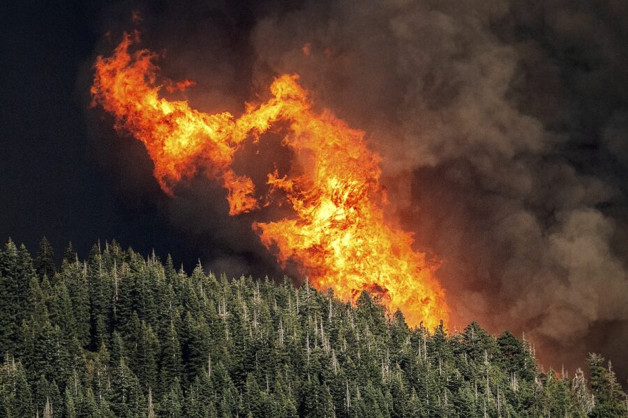 Skogsbrand över trädtopparna.