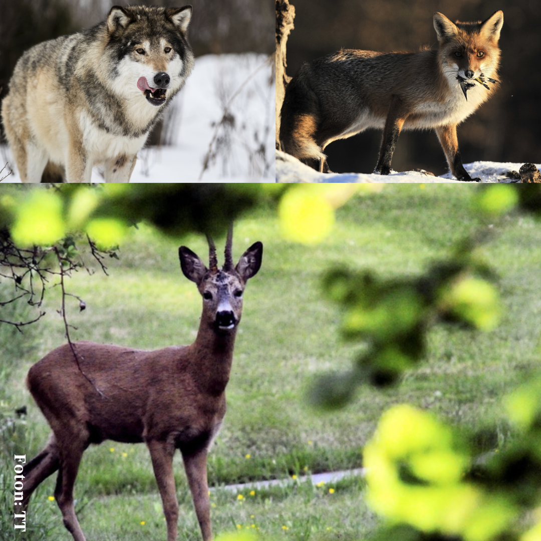 Jägare dödade varg under bockjakt – trodde det var en räv - Syre
