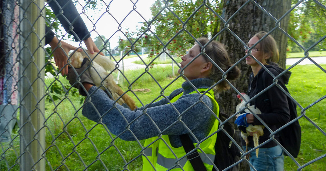 En kvinna räcker över en höna till någon på andra sidan ett hönsnät.