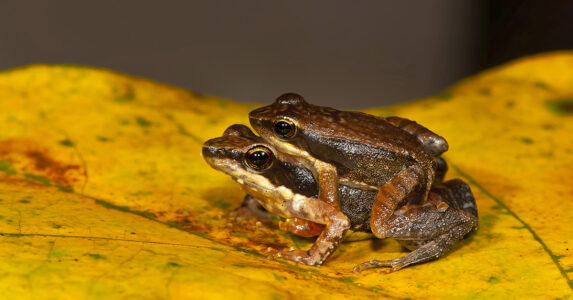 Två guldfärgade grodor gör nya grodor på ett gult löv.