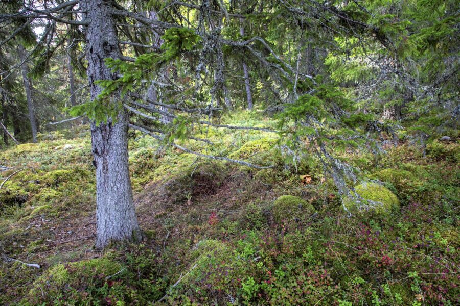 Sverige har internationella åtaganden att följa när det gäller skydd av skog och natur, men hur det ska gå till råder det stor oenighet om.