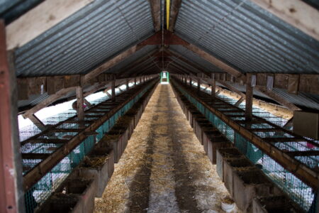 Burar på en minkfarm.